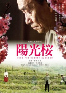 2026/3/14「陽光桜」